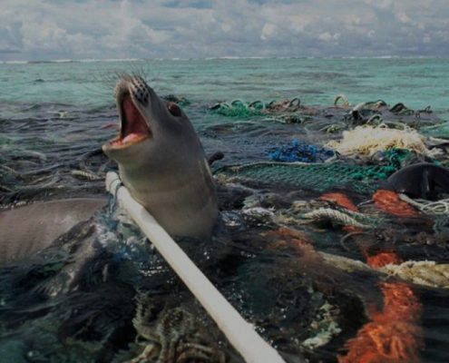 Foca enganchada